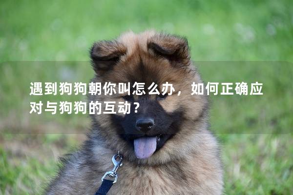 遇到狗狗朝你叫怎么办，如何正确应对与狗狗的互动？