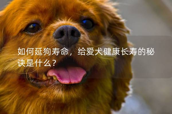 如何延狗寿命，给爱犬健康长寿的秘诀是什么？