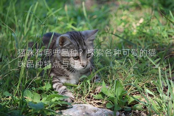 猫咪有哪些品种？探索各种可爱的猫咪品种特点与魅力