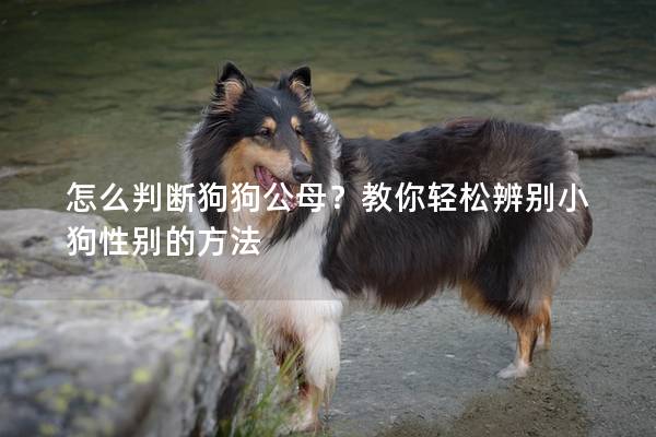 怎么判断狗狗公母？教你轻松辨别小狗性别的方法