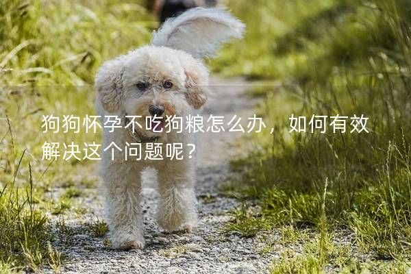 狗狗怀孕不吃狗粮怎么办，如何有效解决这个问题呢？