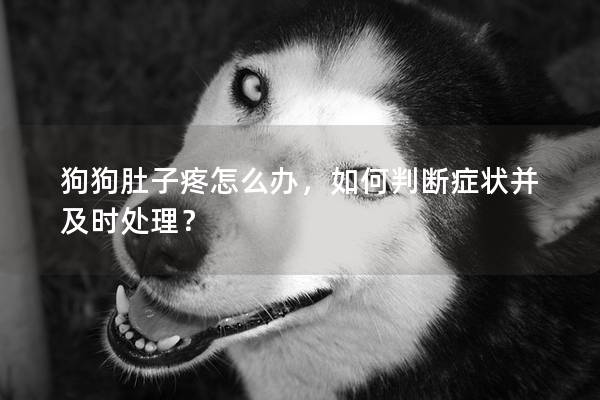 狗狗肚子疼怎么办，如何判断症状并及时处理？