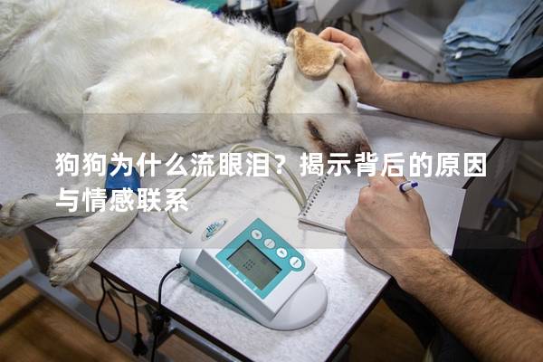 狗狗为什么流眼泪？揭示背后的原因与情感联系