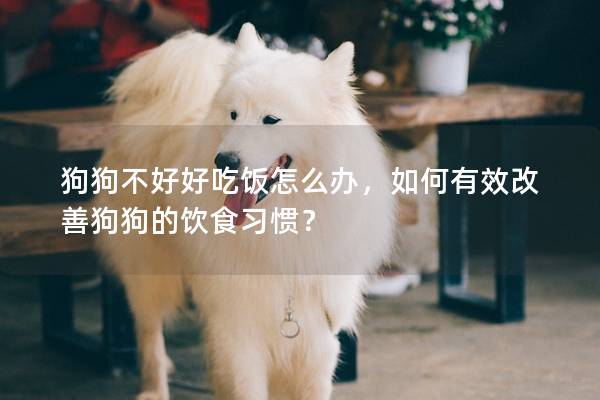 狗狗不好好吃饭怎么办，如何有效改善狗狗的饮食习惯？
