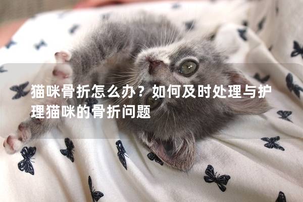 猫咪骨折怎么办？如何及时处理与护理猫咪的骨折问题
