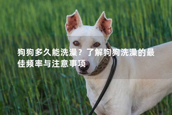狗狗多久能洗澡？了解狗狗洗澡的最佳频率与注意事项