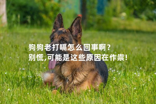 狗狗老打嗝怎么回事啊？ 别慌,可能是这些原因在作祟!