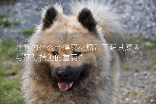 狗狗为什么会得菜花瘤？了解其原因与预防措施的重要性