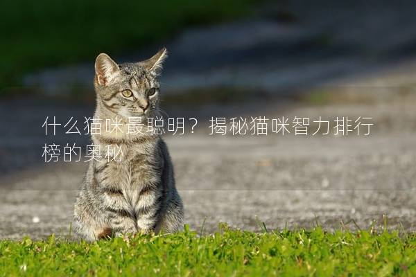 什么猫咪最聪明？揭秘猫咪智力排行榜的奥秘