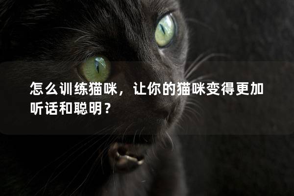 怎么训练猫咪，让你的猫咪变得更加听话和聪明？