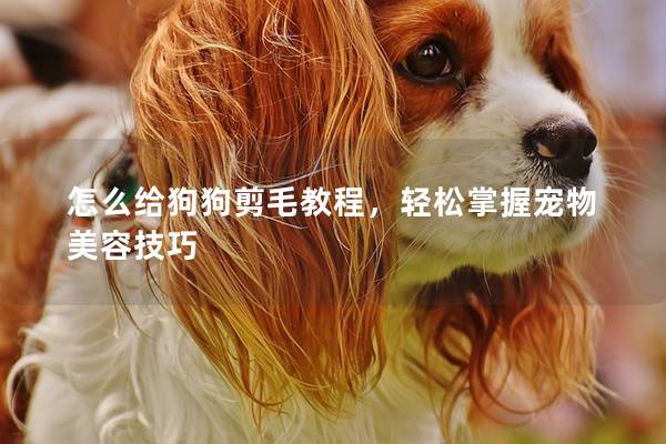 怎么给狗狗剪毛教程，轻松掌握宠物美容技巧