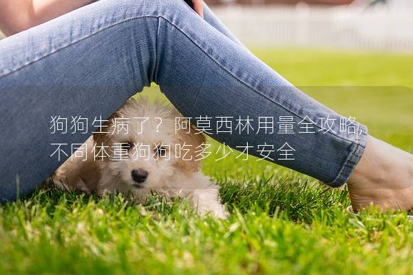 狗狗生病了？阿莫西林用量全攻略,不同体重狗狗吃多少才安全