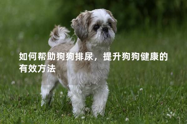 如何帮助狗狗排尿，提升狗狗健康的有效方法