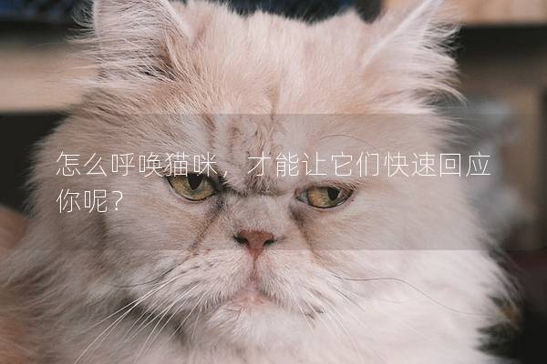 怎么呼唤猫咪，才能让它们快速回应你呢？