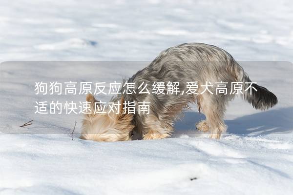狗狗高原反应怎么缓解,爱犬高原不适的快速应对指南