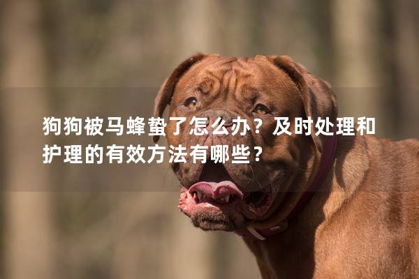 狗狗被马蜂蛰了怎么办？及时处理和护理的有效方法有哪些？