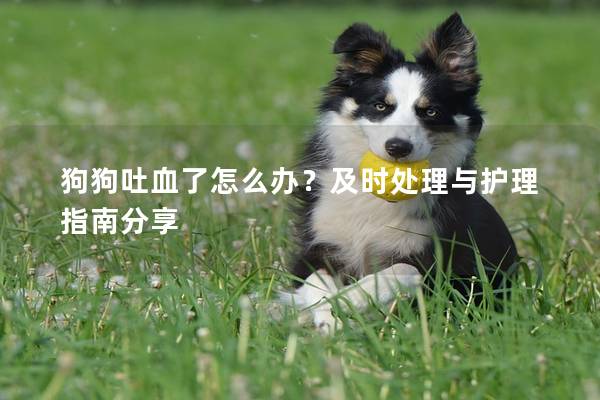 狗狗吐血了怎么办？及时处理与护理指南分享