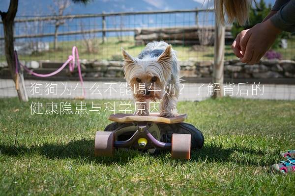 狗狗为什么不能喝牛奶？了解背后的健康隐患与科学原因