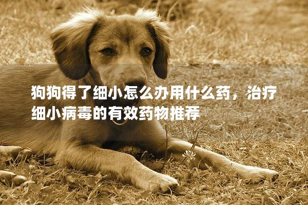 狗狗得了细小怎么办用什么药，治疗细小病毒的有效药物推荐