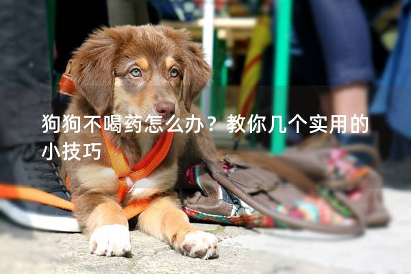 狗狗不喝药怎么办？教你几个实用的小技巧