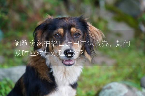 狗狗突然抽搐口吐白沫怎么办，如何及时应对与处理措施？