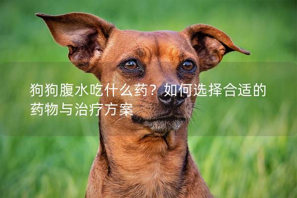 狗狗腹水吃什么药？如何选择合适的药物与治疗方案