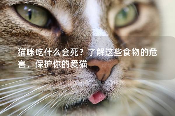 猫咪吃什么会死？了解这些食物的危害，保护你的爱猫