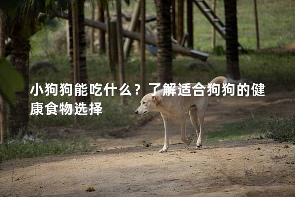 小狗狗能吃什么？了解适合狗狗的健康食物选择