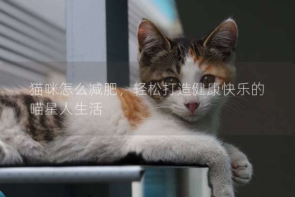 猫咪怎么减肥，轻松打造健康快乐的喵星人生活