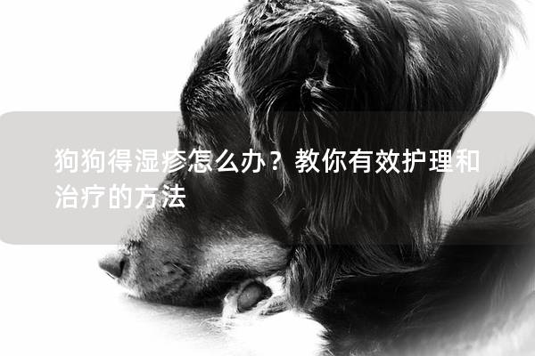 狗狗得湿疹怎么办？教你有效护理和治疗的方法