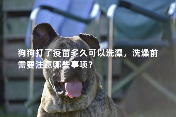 狗狗打了疫苗多久可以洗澡，洗澡前需要注意哪些事项？