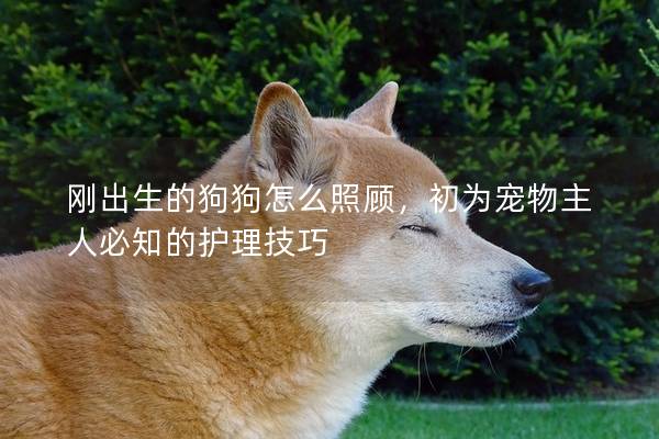 刚出生的狗狗怎么照顾，初为宠物主人必知的护理技巧