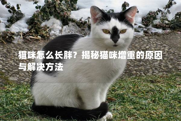 猫咪怎么长胖？揭秘猫咪增重的原因与解决方法