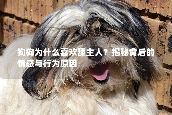 狗狗为什么喜欢舔主人？揭秘背后的情感与行为原因