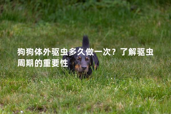 狗狗体外驱虫多久做一次？了解驱虫周期的重要性