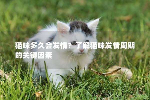 猫咪多久会发情？了解猫咪发情周期的关键因素