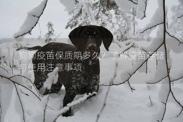 狗狗疫苗保质期多久？了解疫苗存储与使用注意事项