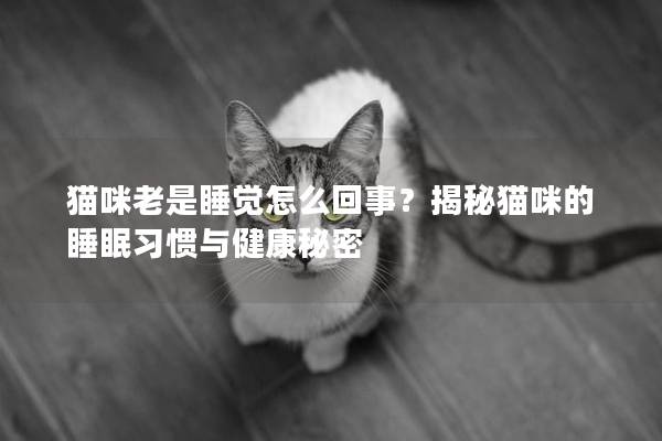 猫咪老是睡觉怎么回事？揭秘猫咪的睡眠习惯与健康秘密