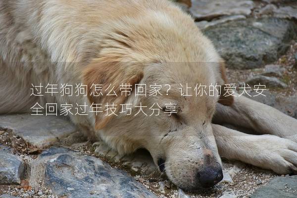 过年狗狗怎么带回家？让你的爱犬安全回家过年技巧大分享