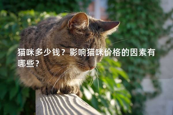 猫咪多少钱？影响猫咪价格的因素有哪些？