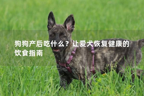 狗狗产后吃什么？让爱犬恢复健康的饮食指南