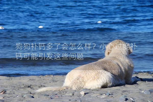 狗狗补钙多了会怎么样？小心过度补钙可能引发这些问题