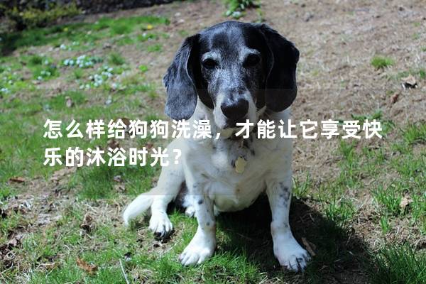怎么样给狗狗洗澡，才能让它享受快乐的沐浴时光？