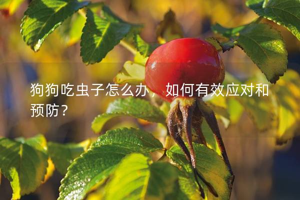 狗狗吃虫子怎么办，如何有效应对和预防？