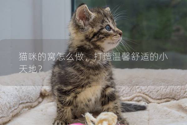 猫咪的窝怎么做，打造温馨舒适的小天地？