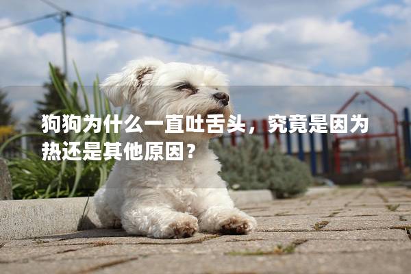 狗狗为什么一直吐舌头，究竟是因为热还是其他原因？