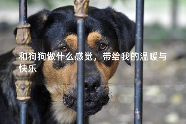 和狗狗做什么感觉，带给我的温暖与快乐