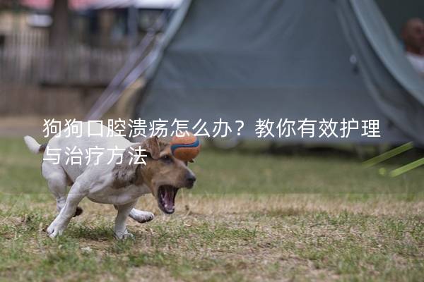 狗狗口腔溃疡怎么办？教你有效护理与治疗方法