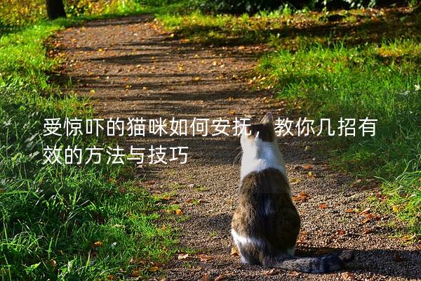 受惊吓的猫咪如何安抚，教你几招有效的方法与技巧