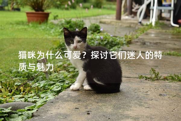 猫咪为什么可爱？探讨它们迷人的特质与魅力